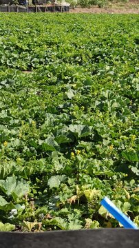 Healthy watermelon (Citrullus lanatus) plants growing in a tropical plantation, showcasing lush green vines and developing fruits in a productive agricultural landscape.
