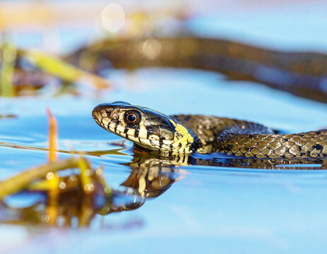 Grass snake, (Natrix natrix) swimming across a summer pond.