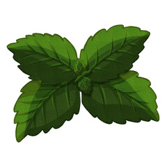 Fresh Mint Leaves PNG Green Herb Botanical Clipart © Hamidahbrilliana
