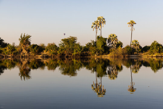 palm trees at sunrise on the Zambezi River, Zimbabwe, Africa