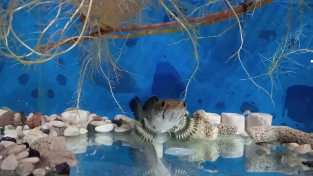 Frontal View of a Snakehead Fish in a Minimalist Blue Aquarium
