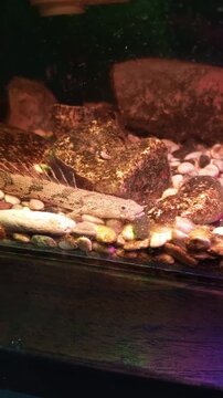 Prehistoric Bichir Dinosaur Eel Resting on Aquarium Gravel
