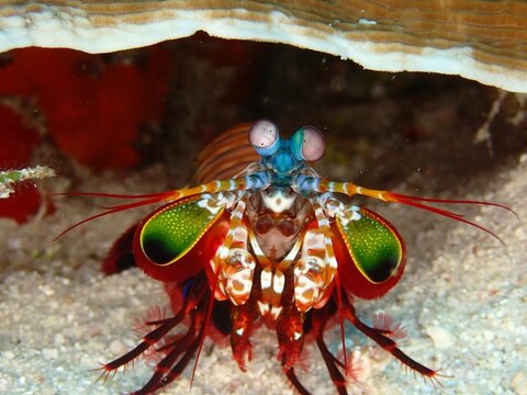 Peacock mantis shrimp Odontodactylus scyllarus emerging from reef burrow