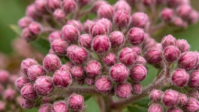 Close up of pink flower buds in spring garden.