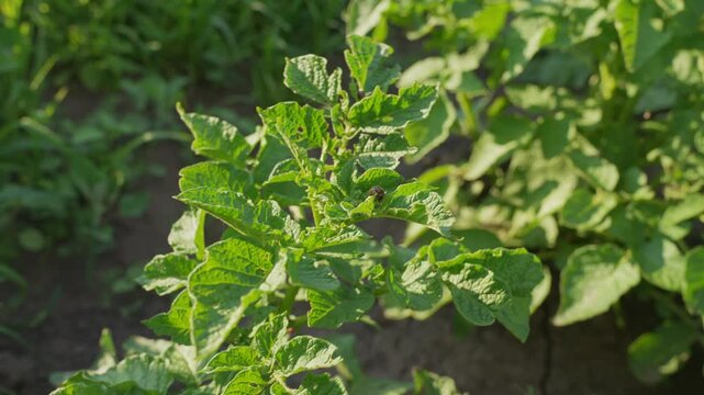 Adult Colorado potato beetle eating green leaf of swaying plant in garden, static shot