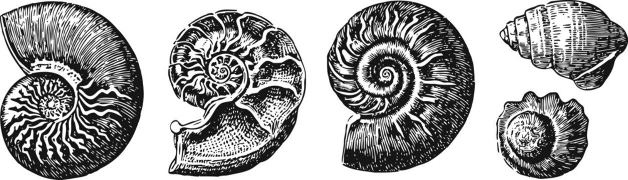 vintage engraved ammonite fossil collection nautilus spiral shell illustrations
