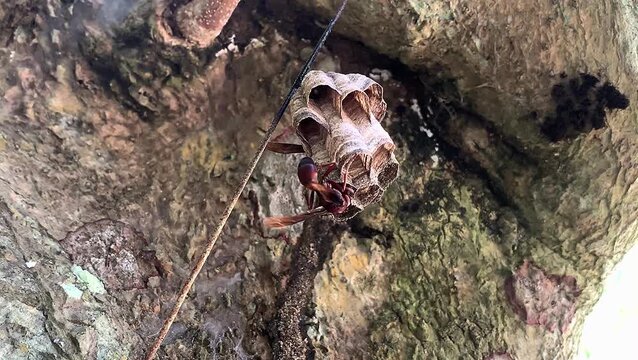 Paper wasps building and guarding their honeycomb nest on a branch. stinging wasp.