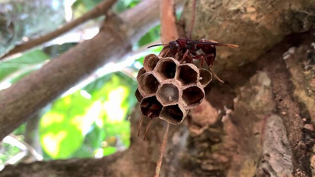 Paper wasps building and guarding their honeycomb nest on a branch. the life of small animals.