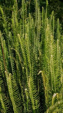 Sword Fern Fronds in Sunlight &mdash; Nephrolepis sp. Dense Pinnate Foliage Texture with Sori, Garden Waterside, Portugal