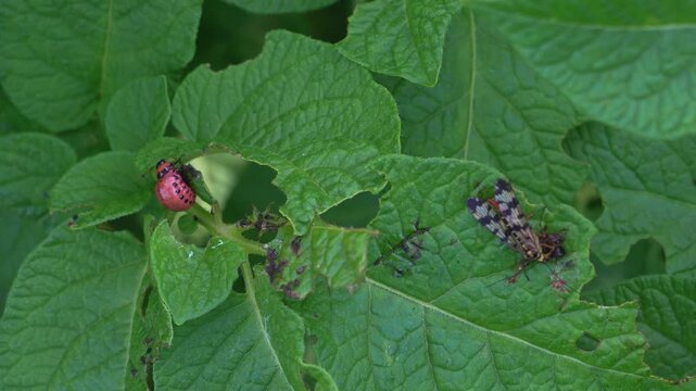 Colorado potato beetle larva and scorpionfly on damaged potato leaf blowing in wind, static shot
