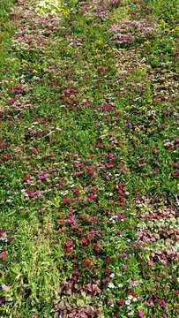 Colorful ornamental flower bed with blooming Dianthus and pansies in landscaped garden