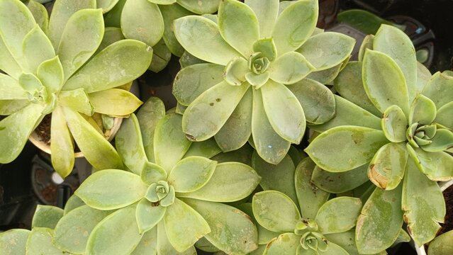 Top view of green echeveria succulent rosettes creating a natural geometric pattern