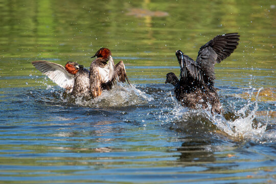 Little grebes fighting over territory in a wetland with Eurasian coot approaching