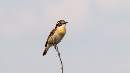 blue tit on branch © lazalnik
