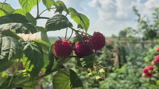 Woman picking fresh red raspberry from bush in summer garden. Hands harvesting ripe berry fruit from plant. Organic agriculture and healthy food gathering concept.