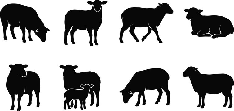 Sheep black silhouette collection featuring grazing standing walking resting and ewe with lamb vector set