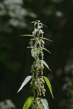 stinging nettle resp.Urtica dioica,lower Rhine region,Germany
