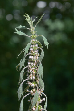 motherwort resp.Leonurus cardiaca subsp. villosus,lower Rhine region,Germany