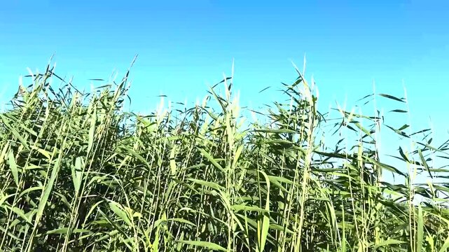 Green reeds rustling in the wind against clear blue sky