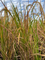 Naklejka premium Detailed close-up shot of yellow and green rice ears maturing in the paddy field under a beautiful blue sky with white clouds. Concept of agriculture, harvest season, and staple food production