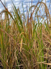 Naklejka premium Detailed close-up shot of yellow and green rice ears maturing in the paddy field under a beautiful blue sky with white clouds. Concept of agriculture, harvest season, and staple food production