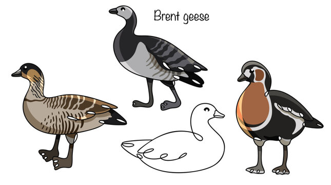 Brent geese