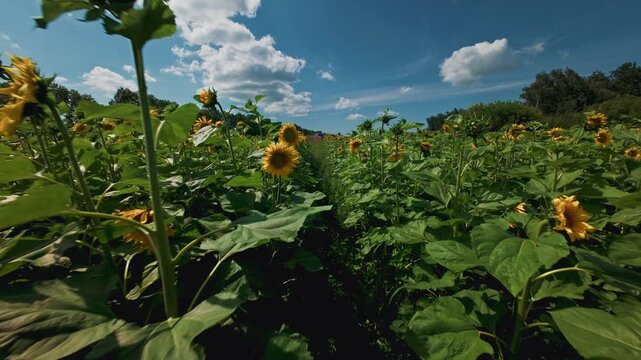 Aerial fpv view sunflowers swaying through farm field rows under blue sky with low forward handheld motion and bright daytime sunlight.