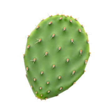 Green prickly pear cactus pad with sharp spines on white base.