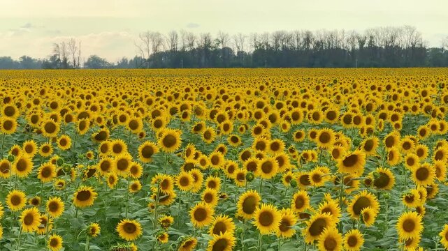 sunflower field in summer