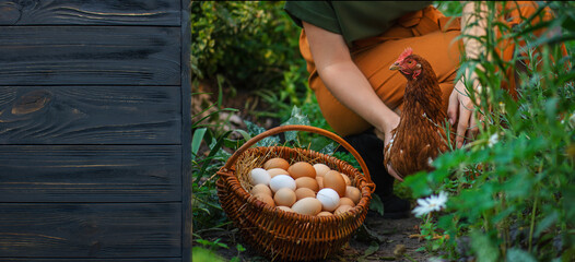 Woman with chicken and basket of fresh eggs near rustic chicken coop hen house. Woman farmer displays laying hen and basket of eggs beside poultry coop in countryside. Background with copyspace. © lesichkadesign