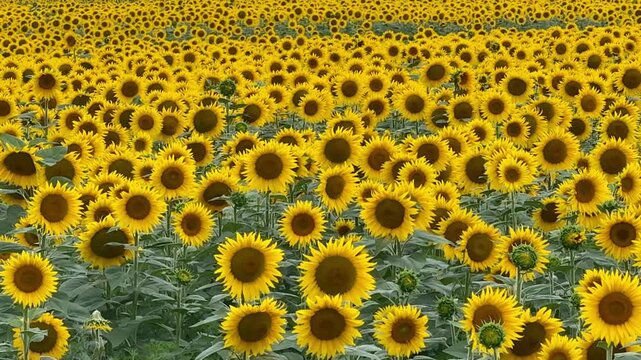  Vast blooming sunflower field, summer rural landscape