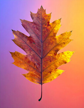 An oak leaf centered against a red, blue, and yellow gradient background. Ai.