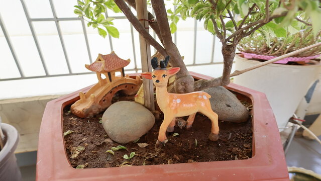 Decorative Chihuahua Plant