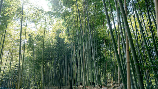 Bamboo forest leading to Mount Inari summit in Kyoto