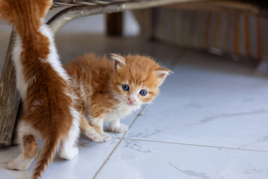 Two adorable orange kittens exploring their surroundings