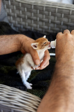 Adorable kitten feeding from a small bottle