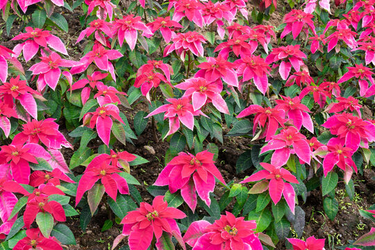 Christmas star, poinsettia green and pink leaves tree blooming in garden nature background.
