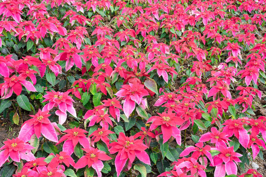 Christmas star, poinsettia green and pink leaves tree blooming in garden nature background.
