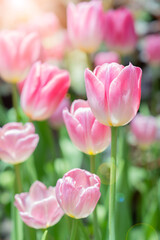 Fototapeta premium Beautiful pink tulip flower in a flower field.