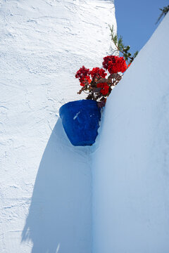 Red flowers in blue pot on white wall exterior