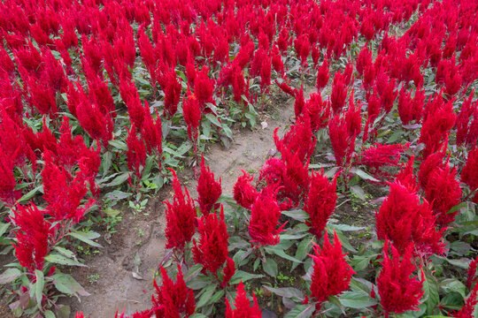 Bunches of red petals Cockscomb flower or Crested celosia blossom in the garden.