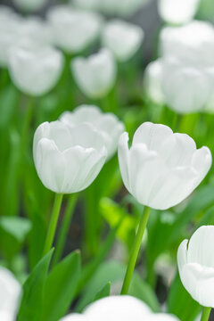 Blooming white tulips. tulip flowers with deep red petals. forming flower arrangement background.
