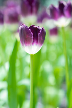 Beautiful purple tulip flower in a flower field.