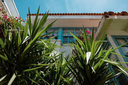 Lush garden plants with vibrant blue window frames
