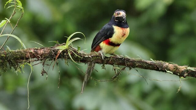 Collared Aracari (Pteroglossus torquatus) perched in the tropical rainforest of Costa Rica
