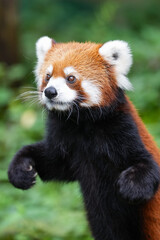 Fototapeta premium red panda