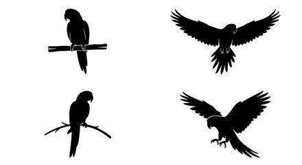 70 Tropical parrot silhouette set, exotic macaw bird vector collection, black flying and perched parrots, 4 bird elements for nature design 100 © Mitu321