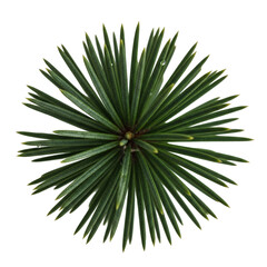 Fototapeta premium Spiky circular pine needle cluster top view on white surface.