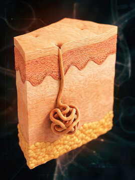 Eccrine sweat gland structure within skin layer, showcasing detailed anatomy and function