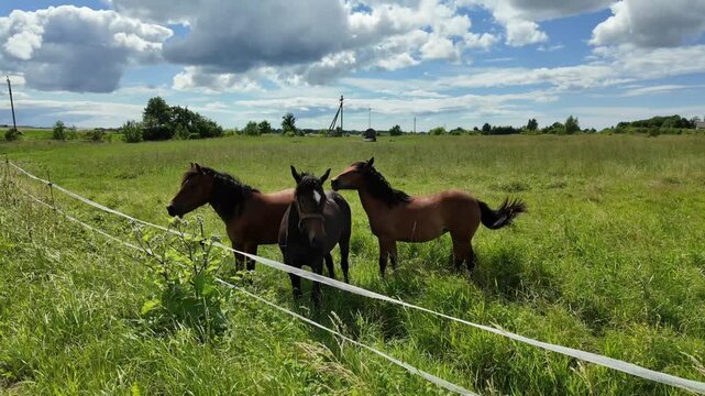 Wide shot of three domestic horses standing in a green pasture behind a wire fence. Brown horses grazing on a rural field under beautiful cloudy sky.